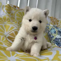 Kyla OFA health tested parents, a female Siberian Husky for sale in Virginia Beach, VA – Photo 6 of 7