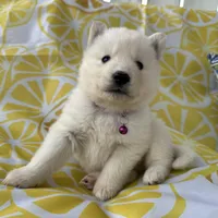 Kyla OFA health tested parents, a female Siberian Husky for sale in Virginia Beach, VA – Photo 4 of 7