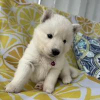 Kyla OFA health tested parents, a female Siberian Husky for sale in Virginia Beach, VA – Photo 2 of 7