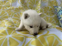 Kyla OFA health tested parents, a female Siberian Husky for sale in Virginia Beach, VA – Photo 7 of 7