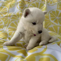 Kyla OFA health tested parents, a female Siberian Husky for sale in Virginia Beach, VA – Photo 5 of 7