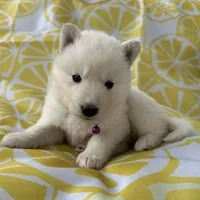 Kyla OFA health tested parents, a female Siberian Husky for sale in Virginia Beach, VA – Photo 1 of 7