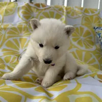 Kyla OFA health tested parents, a female Siberian Husky for sale in Virginia Beach, VA – Photo 3 of 7
