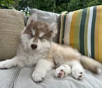 Butterball, a male Siberian Husky for sale in Virginia Beach, VA – 4 of 8