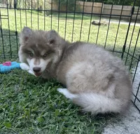 Butterball, a male Siberian Husky for sale in Virginia Beach, VA – 6 of 8