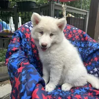 Lilo, a female Siberian Husky for sale in Virginia Beach, VA – 5 of 9