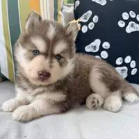 Ranger, a male Siberian Husky for sale in Virginia Beach, VA – 1 of 6