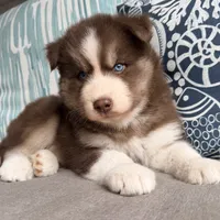 Ryder , a male Siberian Husky for sale in Virginia Beach, VA – 6 of 6