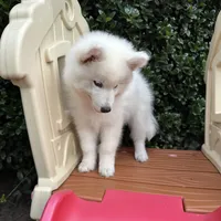 Yeti OFA health tested parents, a male Siberian Husky for sale in Virginia Beach, VA – 2 of 7