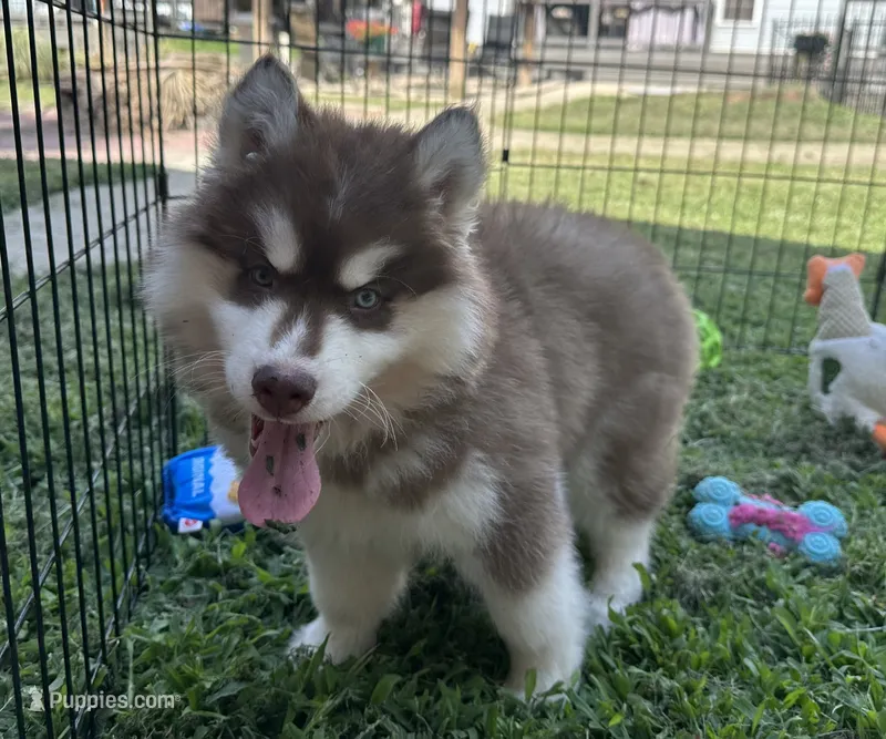 Ember – Siberian Husky puppy for sale in Virginia Beach, VA