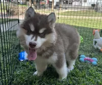 Ember, a male Siberian Husky for sale in Virginia Beach, VA – 1 of 6
