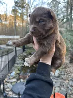 Cocoa, a male Siberian Husky for sale in Virginia Beach, VA – Photo 7 of 10