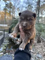 Cocoa, a male Siberian Husky for sale in Virginia Beach, VA – Photo 1 of 10