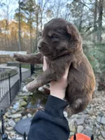 Cocoa, a male Siberian Husky for sale in Virginia Beach, VA – Photo 8 of 10