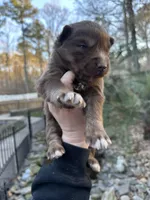 Cocoa, a male Siberian Husky for sale in Virginia Beach, VA – Photo 3 of 10