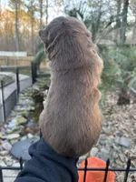 Cocoa, a male Siberian Husky for sale in Virginia Beach, VA – Photo 9 of 10