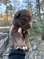 Cocoa, a male Siberian Husky for sale in Virginia Beach, VA – Photo 2 of 10