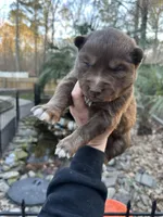 Cocoa, a male Siberian Husky for sale in Virginia Beach, VA – Photo 5 of 10
