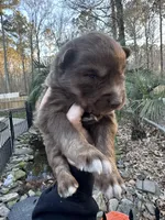 Cocoa, a male Siberian Husky for sale in Virginia Beach, VA – Photo 4 of 10