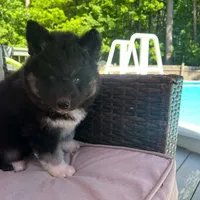 Raven OFA health tested parents, a female Siberian Husky for sale in Virginia Beach, VA – 2 of 9