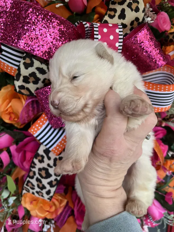 Winter, a female Siberian Husky for sale in Virginia Beach, VA – Photo 1 of 5