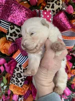 Winter, a female Siberian Husky for sale in Virginia Beach, VA – Photo 1 of 5