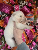 Winter, a female Siberian Husky for sale in Virginia Beach, VA – Photo 5 of 5