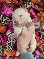 Winter, a female Siberian Husky for sale in Virginia Beach, VA – Photo 2 of 5