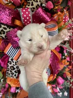 Winter, a female Siberian Husky for sale in Virginia Beach, VA – Photo 4 of 5