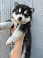 Leo OFA health tested parents , a male Siberian Husky for sale in Virginia Beach, VA – 2 of 7