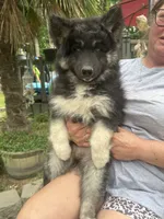 Luna, a female Siberian Husky for sale in Virginia Beach, VA – 3 of 9