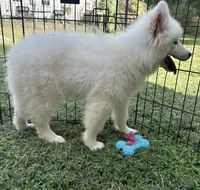 Marshmallow OFA health tested parents, a male Siberian Husky for sale in Virginia Beach, VA – 3 of 8