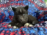 Lumi, a male Siberian Husky for sale in Virginia Beach, VA – 1 of 5
