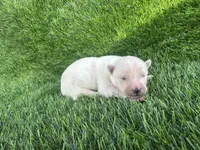 Lola OFA health tested parents, a female Siberian Husky for sale in Virginia Beach, VA – Photo 4 of 6
