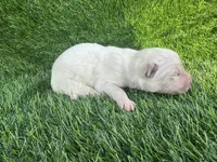 Lola OFA health tested parents, a female Siberian Husky for sale in Virginia Beach, VA – Photo 3 of 6