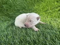 Lola OFA health tested parents, a female Siberian Husky for sale in Virginia Beach, VA – Photo 2 of 6