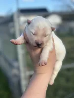 Lola OFA health tested parents, a female Siberian Husky for sale in Virginia Beach, VA – Photo 6 of 6