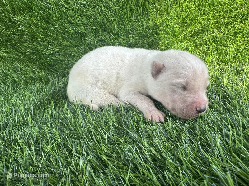 Lola OFA health tested parents – Siberian Husky puppy for sale in Virginia Beach, VA