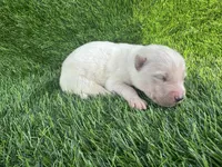 Lola OFA health tested parents, a female Siberian Husky for sale in Virginia Beach, VA – Photo 1 of 6