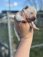 Lola OFA health tested parents, a female Siberian Husky for sale in Virginia Beach, VA – Photo 5 of 6