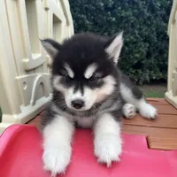 Leo OFA health tested parents, a male Siberian Husky for sale in Virginia Beach, VA – 6 of 6
