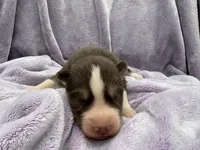 Ranger, a male Siberian Husky for sale in Virginia Beach, VA – 5 of 8
