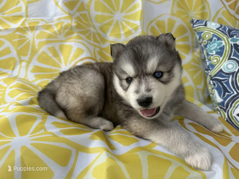 Titan OFA health tested parents – Siberian Husky puppy for sale in Virginia Beach, VA