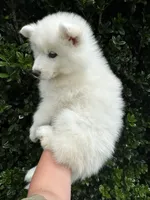 Athena, a female Siberian Husky for sale in Virginia Beach, VA – 4 of 8