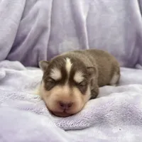 Rubble, a male Siberian Husky for sale in Virginia Beach, VA – 1 of 7