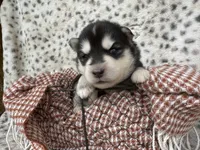 Trooper OFA health tested parents, a male Siberian Husky for sale in Virginia Beach, VA – Photo 6 of 8