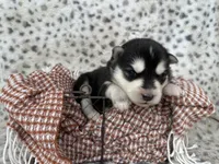 Trooper OFA health tested parents, a male Siberian Husky for sale in Virginia Beach, VA – Photo 4 of 8