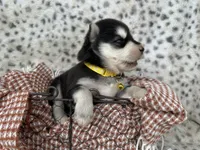 Trooper OFA health tested parents, a male Siberian Husky for sale in Virginia Beach, VA – Photo 7 of 8