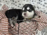 Trooper OFA health tested parents, a male Siberian Husky for sale in Virginia Beach, VA – Photo 2 of 8