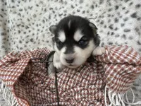 Trooper OFA health tested parents, a male Siberian Husky for sale in Virginia Beach, VA – Photo 8 of 8